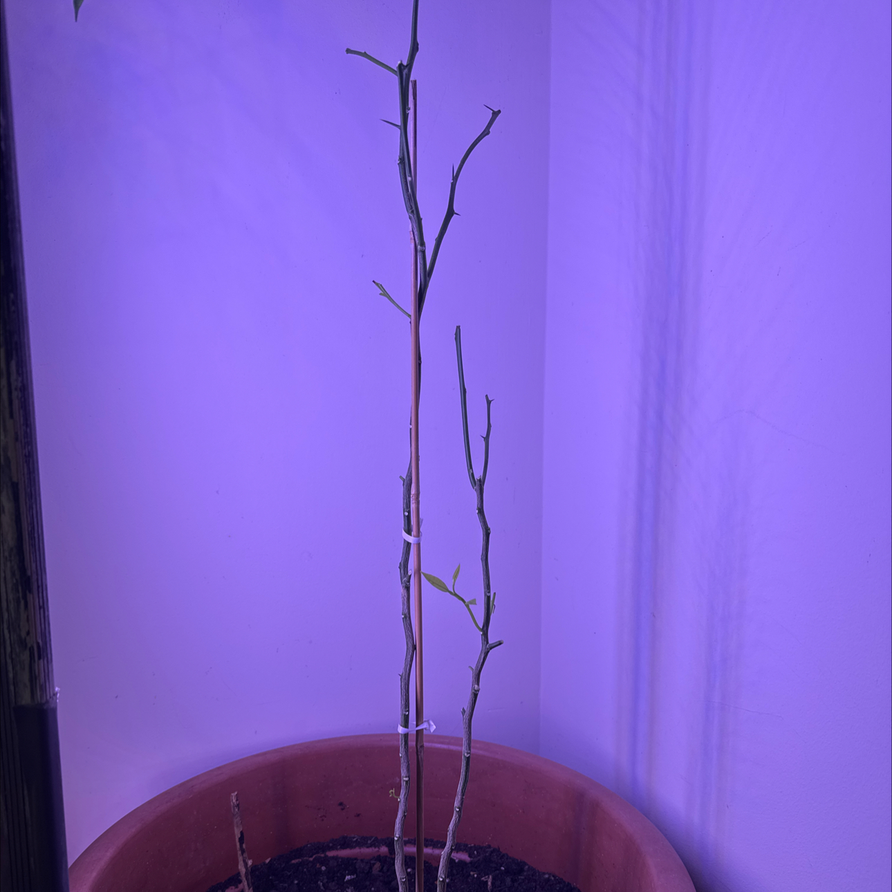 Photo of the plant species Calamansi by @FabAchiote91 named Calamansi on Greg, the plant care app