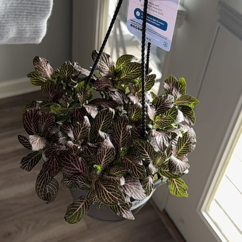 Photo of the plant species Pink Angel Fittonia by @KinglyRedmint96 named Emerson on Greg, the plant care app