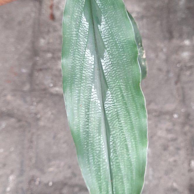 Photo of the plant species Putty Root by @monsterial named Bruce Lee on Greg, the plant care app