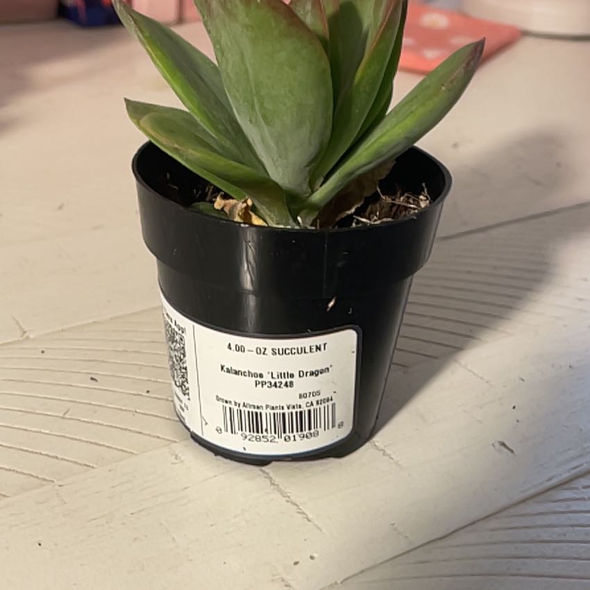 Photo of the plant species Kalanchoe 'Dragonfire' by @HelperSwordbean named Lebron on Greg, the plant care app