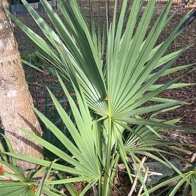 Photo of the plant species Dwarf Palmetto by @FragrantMangeao named Muhammad Ali on Greg, the plant care app