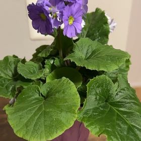 Photo of the plant species German Primrose by @FitAlbo82 named La Prima on Greg, the plant care app