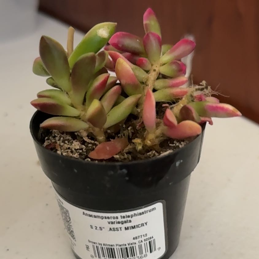 Photo of the plant species Sunrise by @TastyCacto54 named Winston on Greg, the plant care app