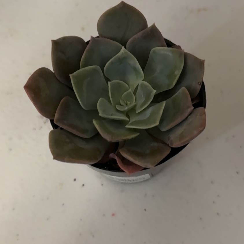 Photo of the plant species Graptoveria 'Francesca' by @TastyCacto54 named Beyonce on Greg, the plant care app