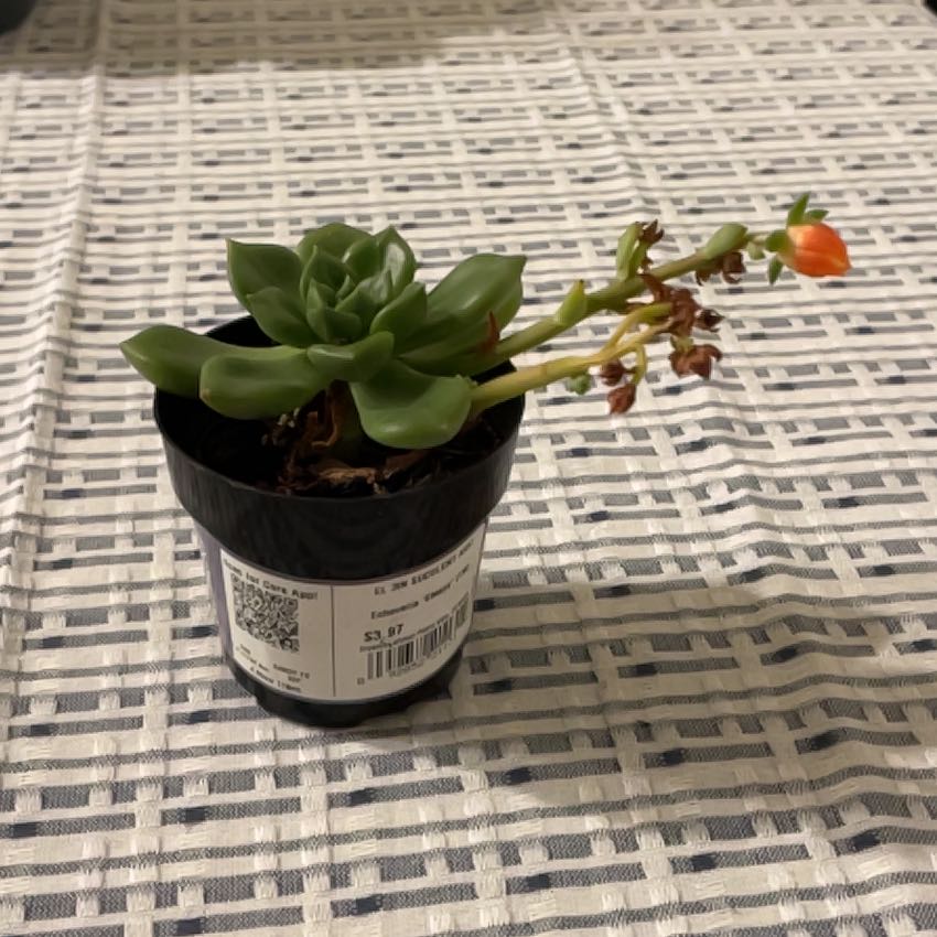 Photo of the plant species Echeveria 'Sleepy' by @WorldlyHedera13 named Michel-plant-gelo on Greg, the plant care app