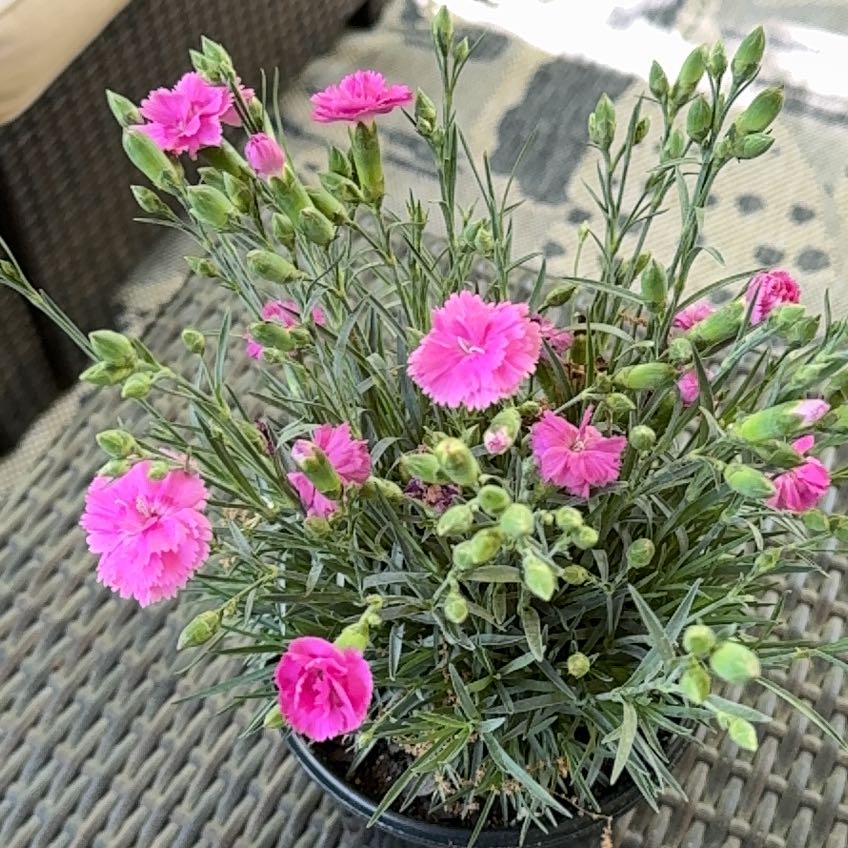 Photo of the plant species Border Carnation by @EbullientLime63 named Baesil on Greg, the plant care app