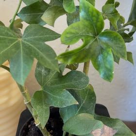 Photo of the plant species Irish Ivy by @BuddingPilea61 named Ulysses S Plant downstairs on Greg, the plant care app