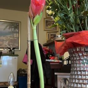 Photo of the plant species Amaryllis by @NewLovage72 named Kardashian on Greg, the plant care app