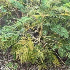 Photo of the plant species Bonsai by @RichCucumber84 named Eva on Greg, the plant care app