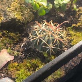 Photo of the plant species Twisted Barrel Cactus by @DeftYellowavens named Treeyoncé on Greg, the plant care app