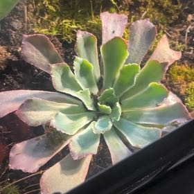 Photo of the plant species Echeveria by @DeftYellowavens named Sproutacus on Greg, the plant care app