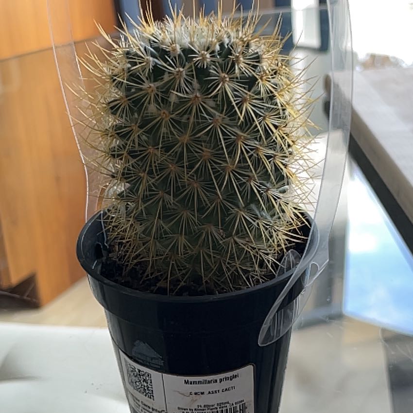Photo of the plant species Lemon Ball by @zmccloud named Coco The Cactus on Greg, the plant care app