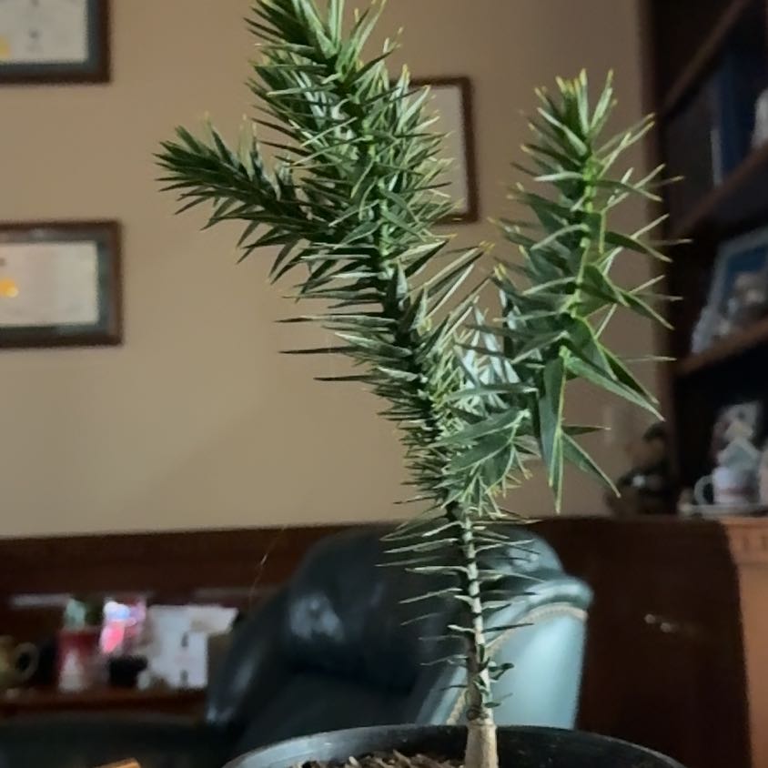 Photo of the plant species Monkey Puzzle Tree by @FabWildrice37 named Wall-e on Greg, the plant care app