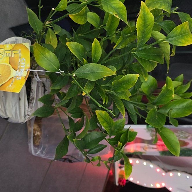 Photo of the plant species Genoa Lemon Tree by @LightOxlip77 named Sonora on Greg, the plant care app