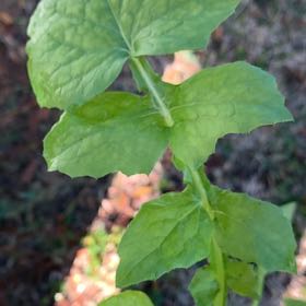 Photo of the plant species Slender Sowthistle by @GoldMikimiki48 named McKinley on Greg, the plant care app