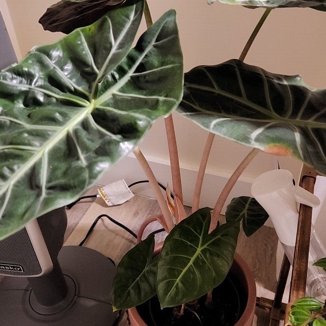 Photo of the plant species Alocasia Purpley by @FoxHollowFlora named Eva on Greg, the plant care app
