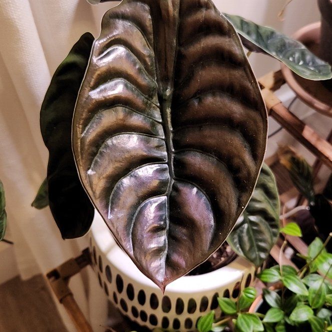 Photo of the plant species Red Secret Alocasia by @FoxHollowFlora named da Vinci on Greg, the plant care app