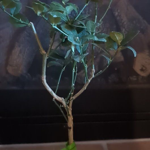 Photo of the plant species Thornless Key Lime by @KinglyKowhai named Kardashian on Greg, the plant care app