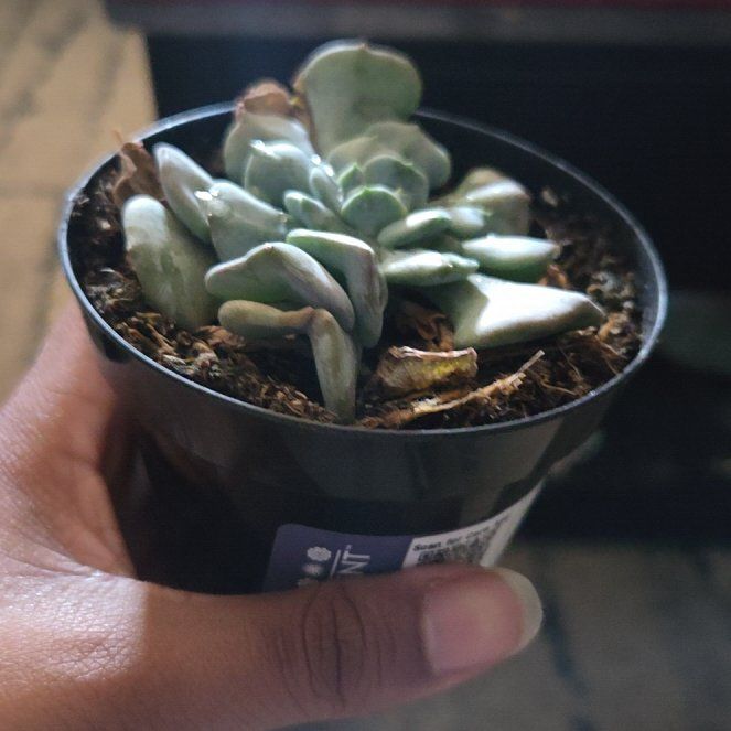 Photo of the plant species Echeveria by @NoblyCaleypea named Spike Leaves on Greg, the plant care app