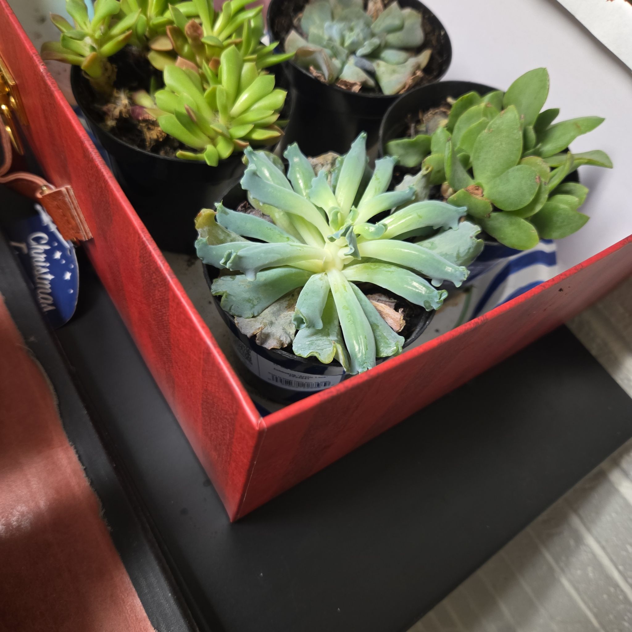 Photo of the plant species Echeveria 'Arctic Lace' by @NoblyCaleypea named Harmony on Greg, the plant care app