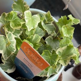 Photo of the plant species English Ivy 'Bettina' by @ShowyMum64 named Kobe on Greg, the plant care app