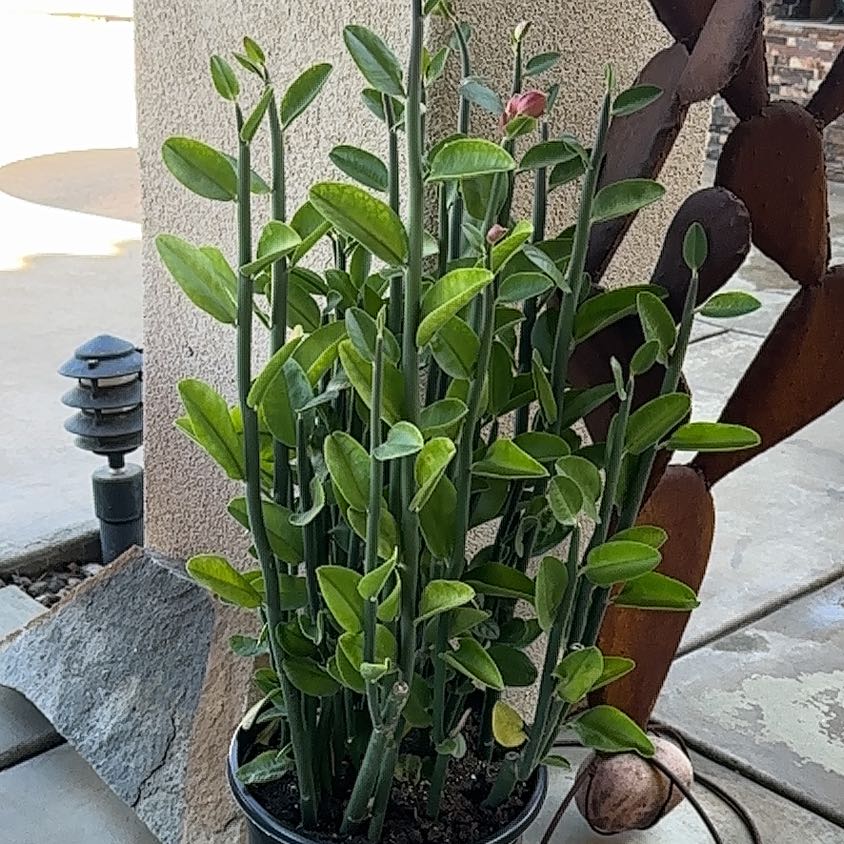Photo of the plant species Tall Slipper Plant by @HotChervil66 named Claude on Greg, the plant care app