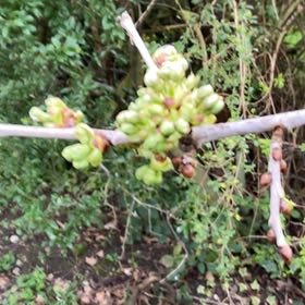 Photo of the plant species Wild Lime by @HipLithop97 named Kobe on Greg, the plant care app