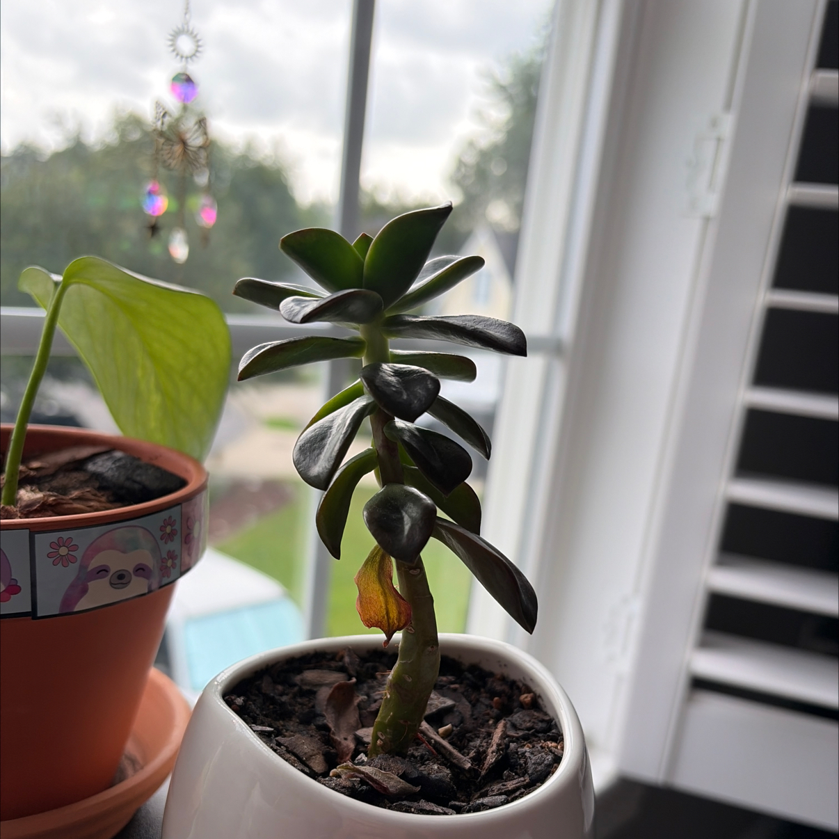 Photo of the plant species Graptoveria Blue Pearl by @ArdentRedsage82 named Wall-E on Greg, the plant care app