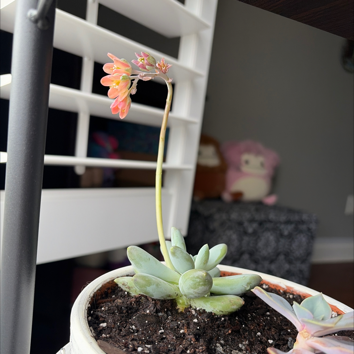 Photo of the plant species Silver Bracts by @ArdentRedsage82 named Duke on Greg, the plant care app