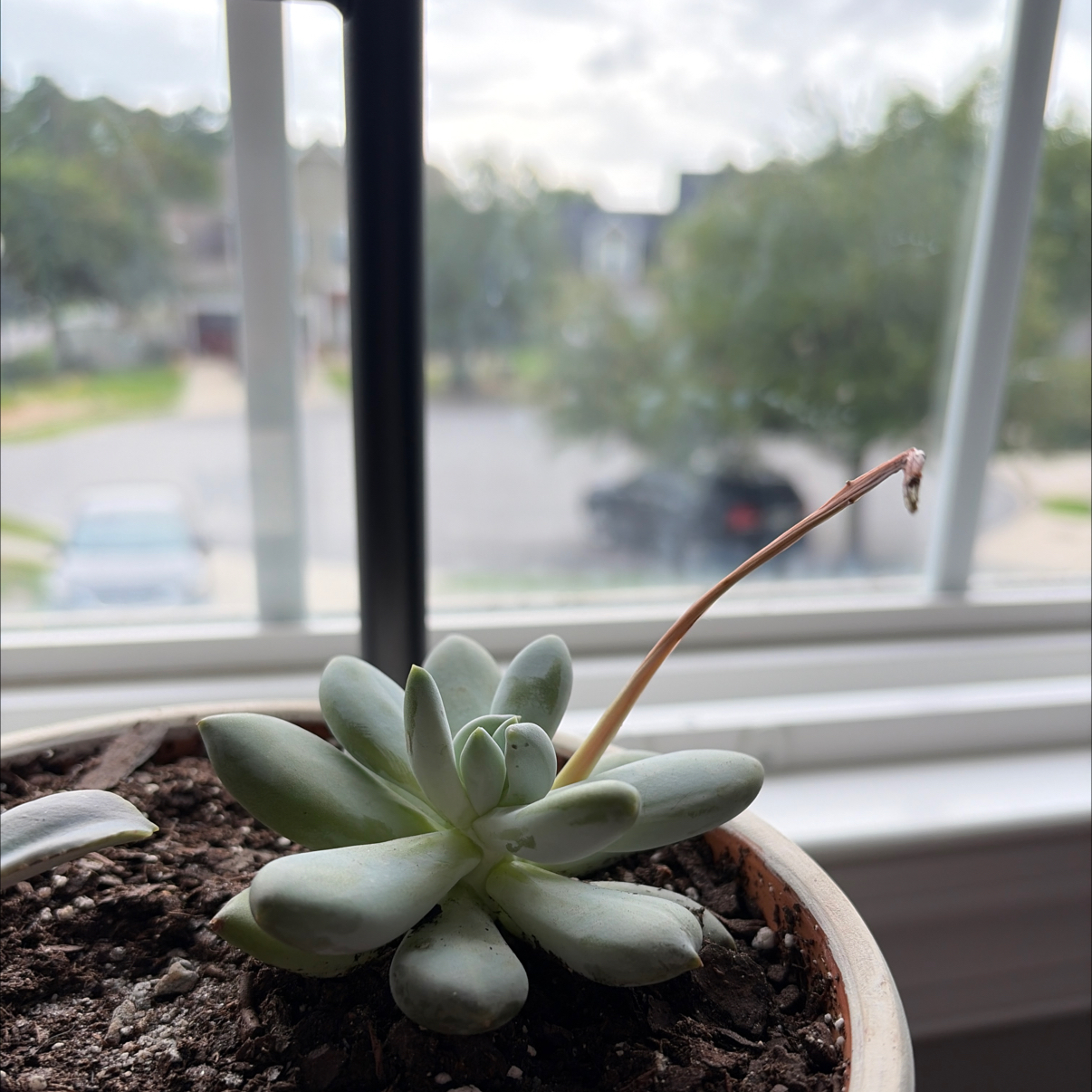 Photo of the plant species Silver Bracts by @ArdentRedsage82 named Duke on Greg, the plant care app