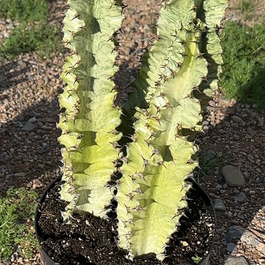 Photo of the plant species African Golden Candelabra by @HeirHope1 named african golden candelabra on Greg, the plant care app