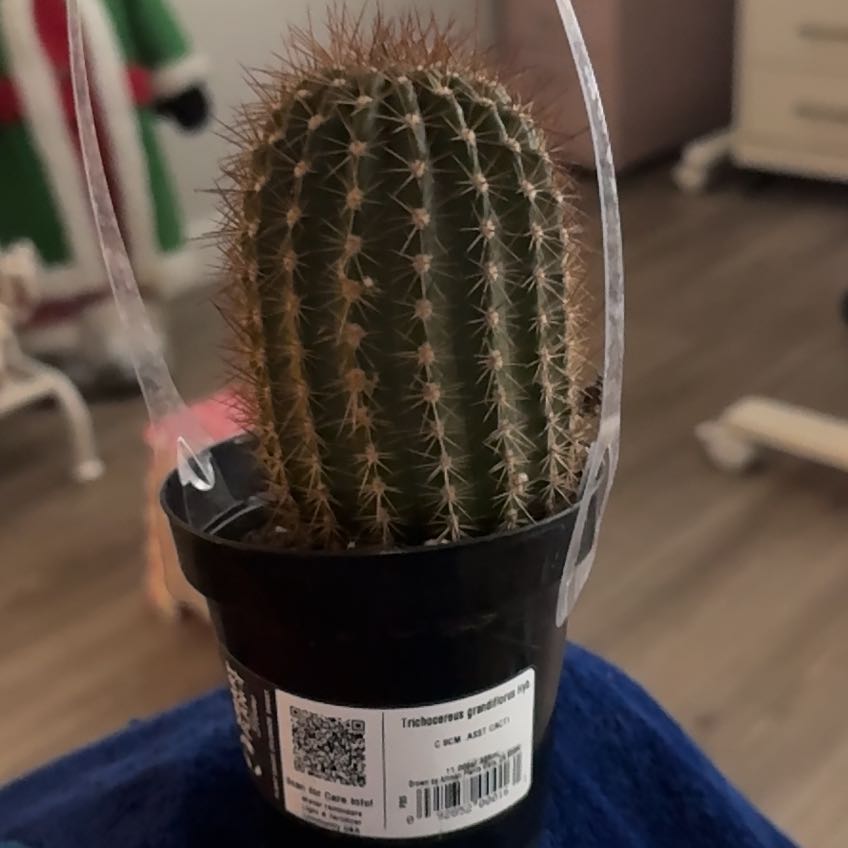 Photo of the plant species Torch Cactus by @KingsizedNoni55 named Choki on Greg, the plant care app