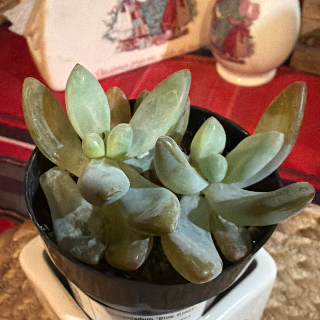 Photo of the plant species Blue Giant by @PlayfulEndive7 named Messi on Greg, the plant care app