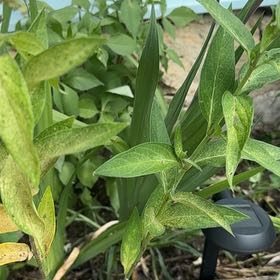 Photo of the plant species Swamp Milkweed by @ReallySnowdrop named Sanders on Greg, the plant care app