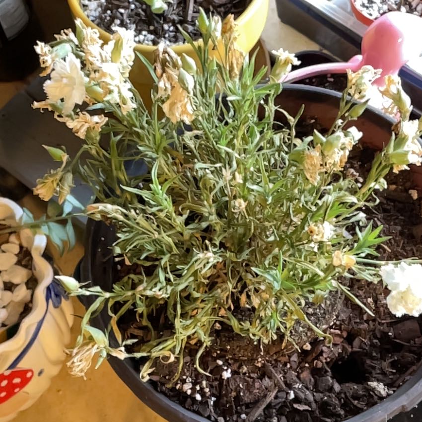 Photo of the plant species Dianthus by @LavishGollum23 named Sherlock on Greg, the plant care app