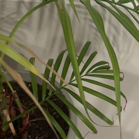 Photo of the plant species Florida Arrowroot by @RulerPersia69 named Navajo on Greg, the plant care app