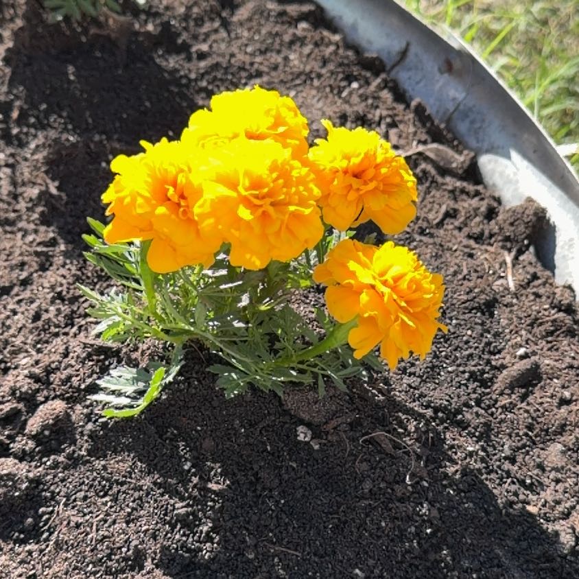 Photo of the plant species Dwarf French Marigold by @AttentiveRye95 named Queen on Greg, the plant care app