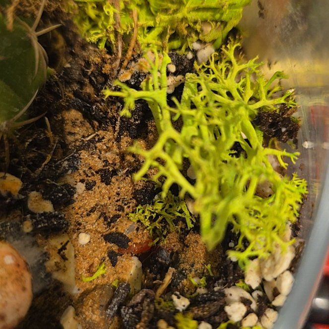 Photo of the plant species Floating Crystalwort by @JocoseDamiana68 named Taylor Swift on Greg, the plant care app