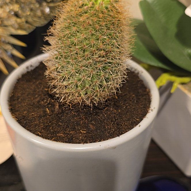 Photo of the plant species Spiny Pincushion Cactus by @JocoseDamiana68 named Mando on Greg, the plant care app