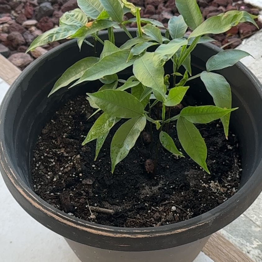 Photo of the plant species Chenet by @Pachamama1 named Daphne on Greg, the plant care app