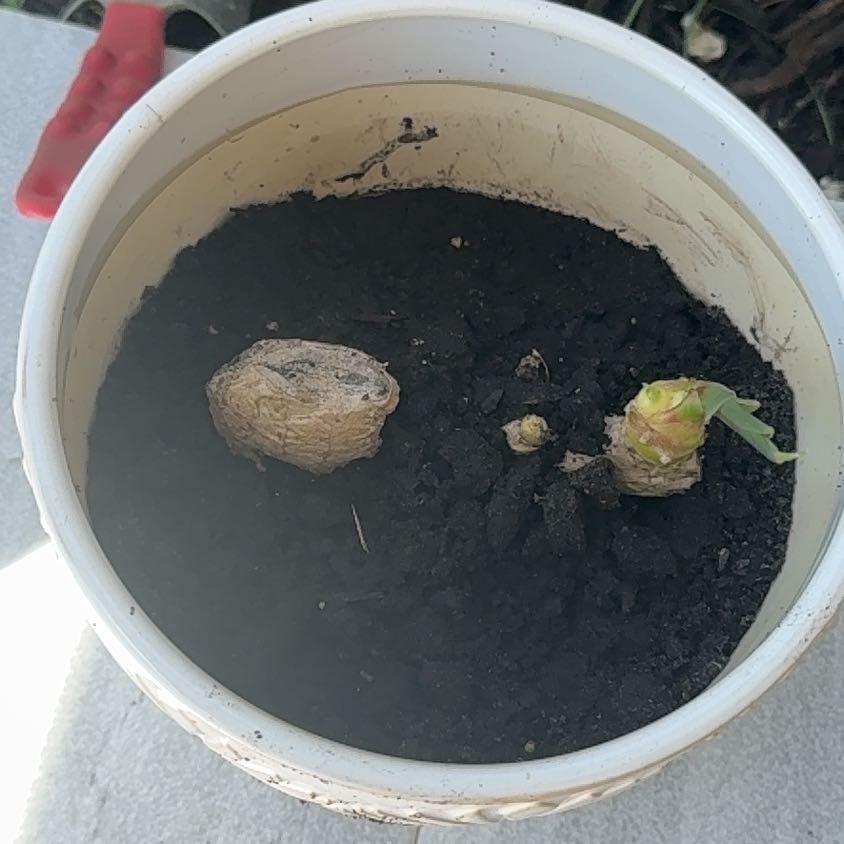 Photo of the plant species Ginger Root by @Pachamama1 named Zion on Greg, the plant care app