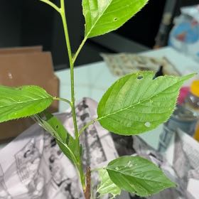 Photo of the plant species Japanese Flowering Cherry by @Pachamama1 named Oscar on Greg, the plant care app