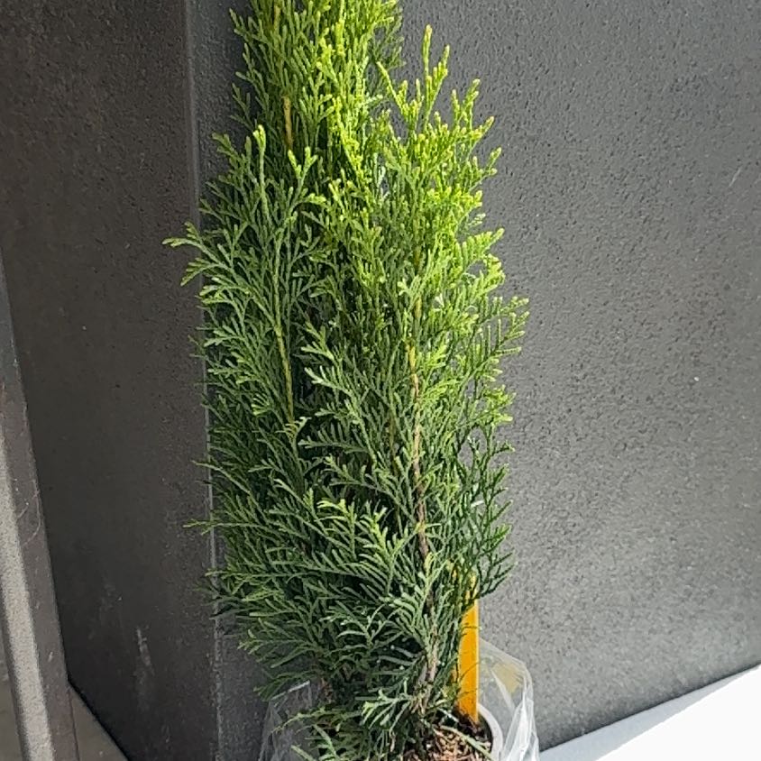 Photo of the plant species Arborvitae by @Pachamama1 named Stella on Greg, the plant care app