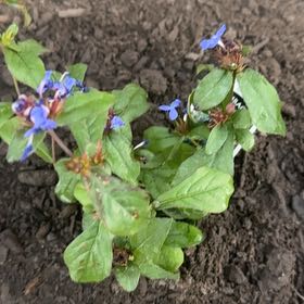 Photo of the plant species Blue Leadwood by @DrivenAjwain83 named Fernie Saunders on Greg, the plant care app