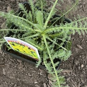 Photo of the plant species Boreal Yarrow by @DrivenAjwain83 named Robert Plant on Greg, the plant care app