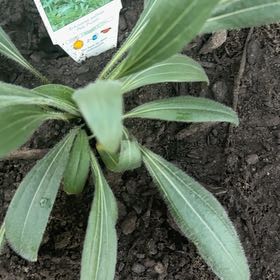 Photo of the plant species Coneflower by @DrivenAjwain83 named Einstein on Greg, the plant care app