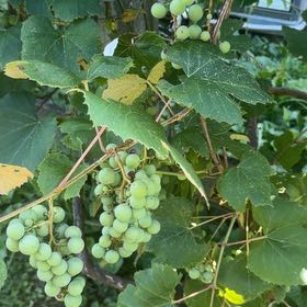 Photo of the plant species Concord Grape by @ArdentArugula36 named Aristotle on Greg, the plant care app