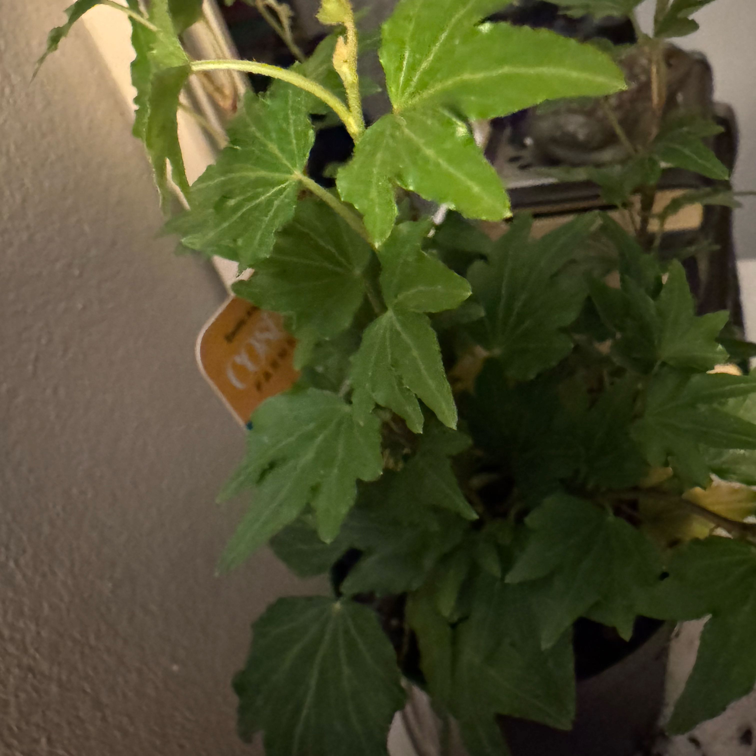 Photo of the plant species Pixie Dixie Ivy by @PlayfulEllisia9 named Mollie on Greg, the plant care app