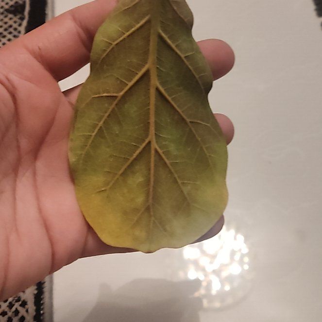 Photo of the plant species Coast Live Oak by @BossTearose70 named Terra on Greg, the plant care app