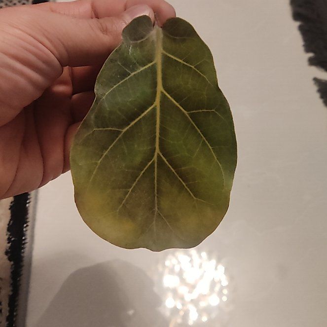 Photo of the plant species Puka by @BossTearose70 named Sol on Greg, the plant care app